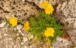 2013-08-18_Regina-F-Rau_Schachen_Blumen  (133).JPG